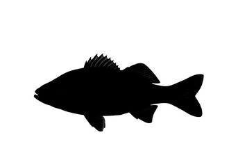 Obraz premium Fish vector illustration with a tuna silhouette in blue water, perfect for fishing and marine animal designs