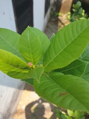 Guava Plant Shoots and Leaves (Psidium guajava)