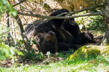 The brown bear (Ursus arctos) with its prey in the mountains of Europe.