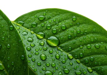Emerald Dewdrops