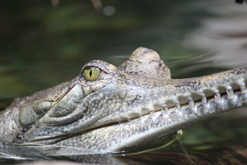 Crocodile sacré du Gange