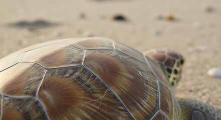 Turtle beach wildlife ocean reptile sea animal conservation nature shell endangered species marine travel sand national beach day