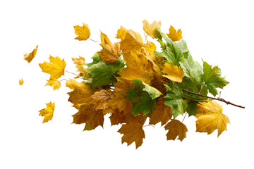 Vibrant autumn leaves, transparent bg