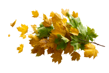 Vibrant autumn leaves, transparent bg