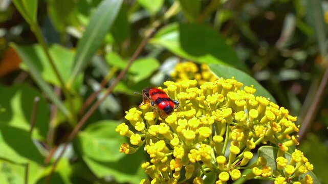 bee-eating beetle Trichodes apiarius - black and red beetle on a plant