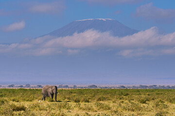 Elephant Grazing Beneath the Clouds of Mount Kilimanjaro