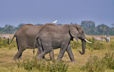 Two African Elephants Walking with a Cattle Egret on Their Backs in Amboseli National Park