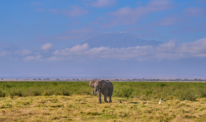 Obraz premium Lone Elephant Grazing with Mount Kilimanjaro in the Background, Amboseli National Park