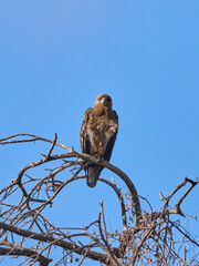 Brown Eagle Perched on Bare Tree Branch Against Clear Blue Sky in Amboseli, Kenya