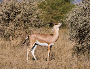 Male Grant’s Gazelle Browsing on Thorny Bush in Dry Grassland, Amboseli, Kenya