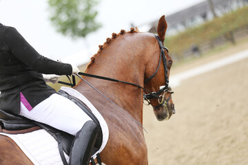 Close-up of a dressage horse under saddle at a summer competition. Beautiful quality leather saddle