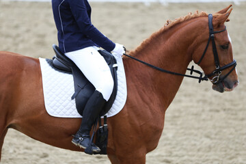 Close-up of a dressage horse under saddle at a summer competition. Beautiful quality leather saddle