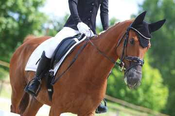 Obraz premium Close-up of a dressage horse under saddle at a summer competition. Beautiful quality leather saddle