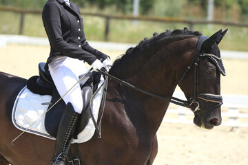 Close-up of a dressage horse under saddle at a summer competition. Beautiful quality leather saddle