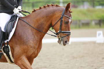 Close-up of a dressage horse under saddle at a summer competition. Beautiful quality leather saddle
