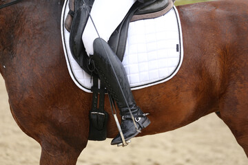 Close-up of a dressage horse under saddle at a summer competition. Beautiful quality leather saddle