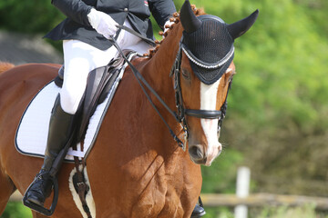 Obraz premium Close-up of a dressage horse under saddle at a summer competition. Beautiful quality leather saddle