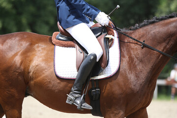 Close-up of a dressage horse under saddle at a summer competition. Beautiful quality leather saddle