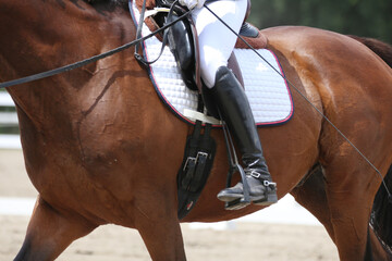 Close-up of a dressage horse under saddle at a summer competition. Beautiful quality leather saddle