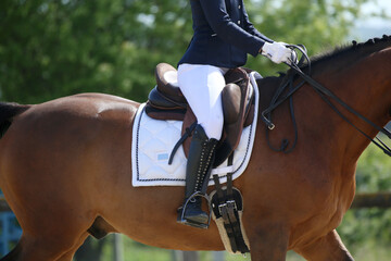 Obraz premium Close-up of a dressage horse under saddle at a summer competition. Beautiful quality leather saddle