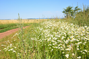 Fields of Daisies Blooming in Sunlight nature background