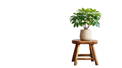  Elegant indoor plant on wooden stool on white background