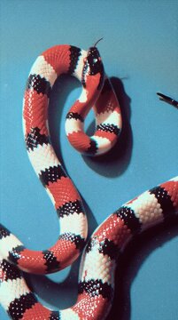 Red black and white coral snake coiled on a blue background
