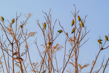 Groupe d'inséparable rosegorge perché sur une branche