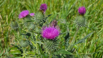 Silybum marianum is a species of thistle. It has various common names including milk thistle,...