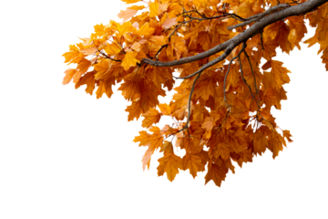 Vibrant autumn leaves hanging from the branch