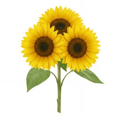 Obraz premium Three bright yellow sunflowers with dark centers and green leaves arranged together on white background for natural summer floral stock photography