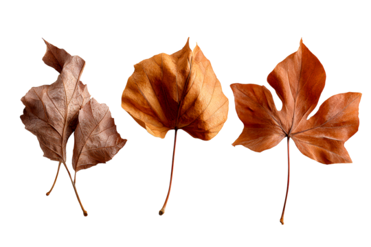 Dried autumn leaves in varied shapes and colors
