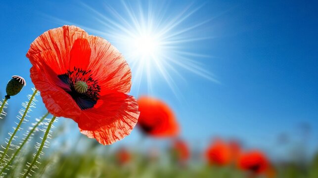 Poppies In Field In Sunny Scene With Blue Sky. Trio of red corn rose in meadow under bright sun with azure heaven floral vista summer bloom rural countryside botanical peaceful
