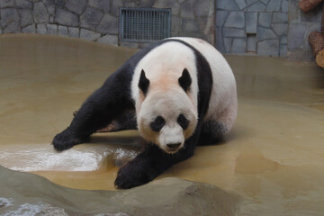 Giant panda (ailuropoda melanoleuca) in Moscow Zoo