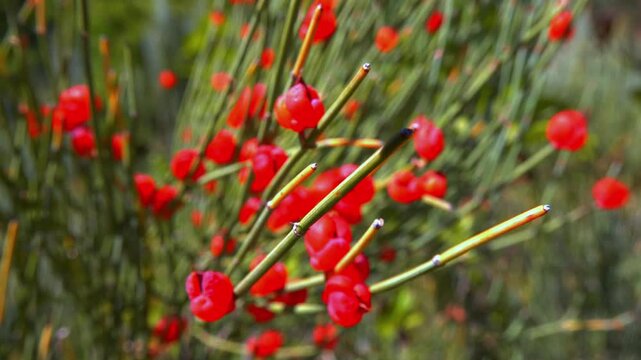 Red tasty edible fruits of Ephedra arborescens in the garden
