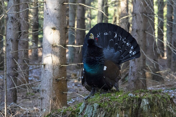 The western capercaillie (Tetrao urogallus) is an icon of nature conservation in Central Europe.