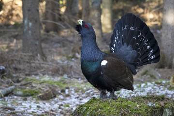 The western capercaillie (Tetrao urogallus) is an icon of nature conservation in Central Europe.