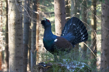 The western capercaillie (Tetrao urogallus) is an icon of nature conservation in Central Europe.
