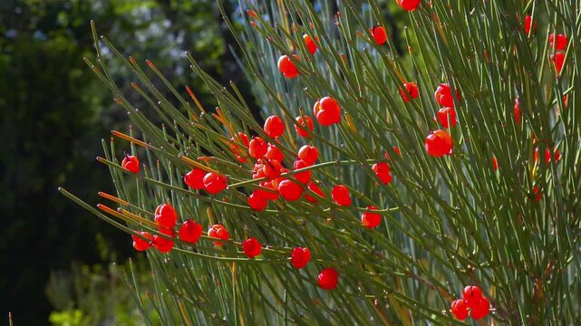 Red tasty edible fruits of Ephedra arborescens in the garden