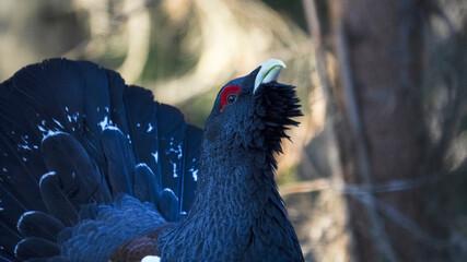 The western capercaillie (Tetrao urogallus) is an icon of nature conservation in Central Europe.