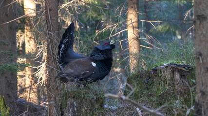 The western capercaillie (Tetrao urogallus) is an icon of nature conservation in Central Europe.
