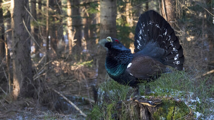The western capercaillie (Tetrao urogallus) is an icon of nature conservation in Central Europe.