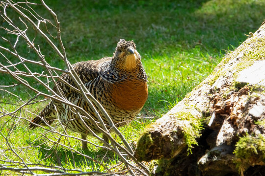 The western capercaillie (Tetrao urogallus) is an icon of nature conservation in Central Europe.