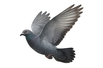 Beautiful pigeon with open wings flying, isolated on transparent background, ideal for photo manipulations