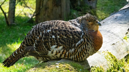 The western capercaillie (Tetrao urogallus) is an icon of nature conservation in Central Europe.