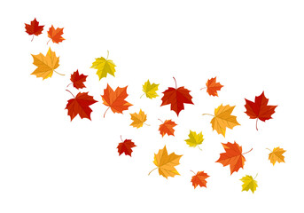 Falling autumn maple leaves isolated on white background. Vector cartoon flat illustration. 