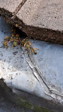 Haus-Feldwespen (Polistes dominula) versammeln sich vor ihrem Nest, das unter einem Dachziegel ist