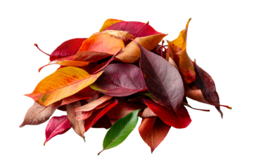 Colorful autumn leaves collected in a pile