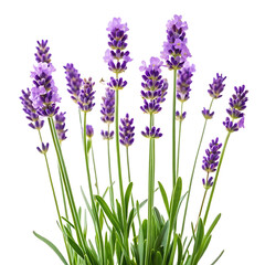 Naklejka premium A cluster of vibrant purple lavender flowers with green stems and leaves isolated on transparent background