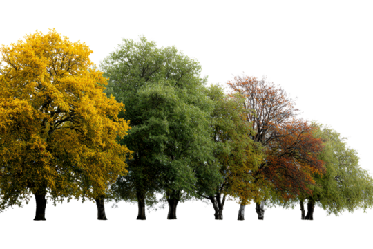 Trees show natures seasonal colors